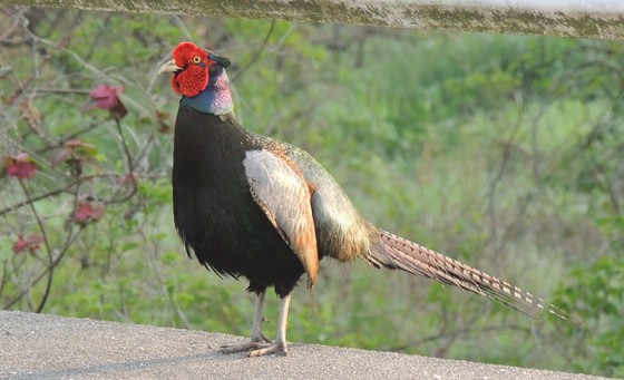 道路で鳴くキジ